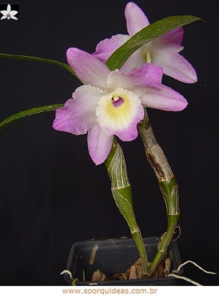 3127 - Dendrobium nobile