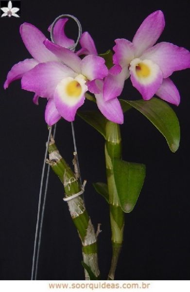 3118 - Dendrobium nobile