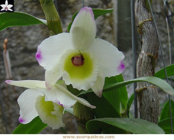 3143 - Dendrobium nobile semi-alba flameado