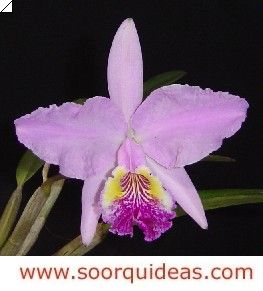 Cattleya lueddemanniana caerulea