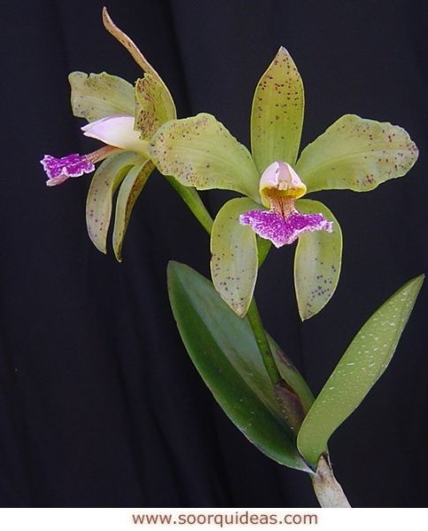 Cattleia granulosa