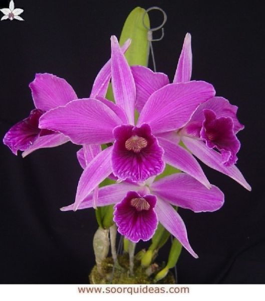 10488 - Laelia purpurata rubra