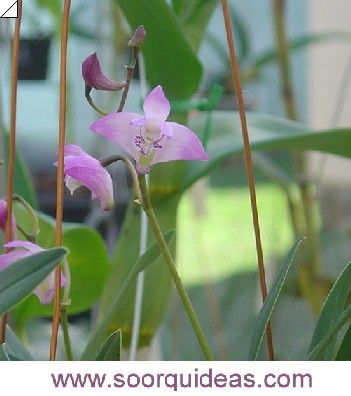 Dendrobium kingianum